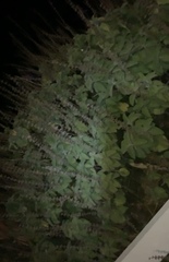 Coleus barbatus grandis