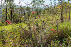 Brachychiton bidwillii