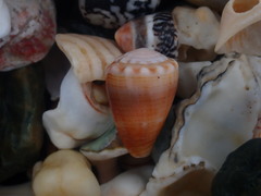 Conus miliaris