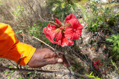 Brachychiton bidwillii