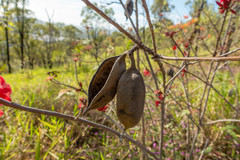 Brachychiton bidwillii