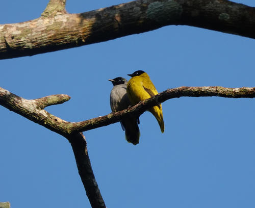Black-headed Bulbul (Microtarsus melanocephalos), photo 6