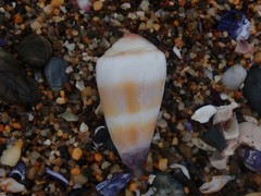 Conus muriculatus