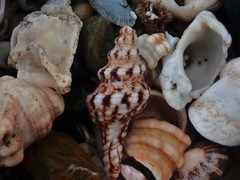 Marmorofusus nicobaricus