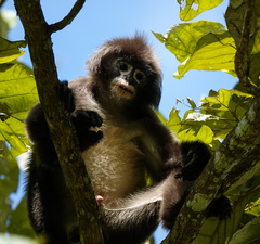 Trachypithecus phayrei