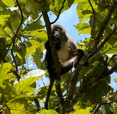 Trachypithecus phayrei