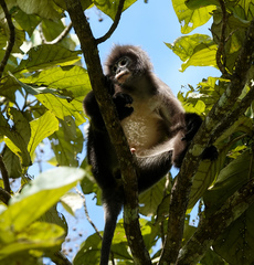 Trachypithecus phayrei