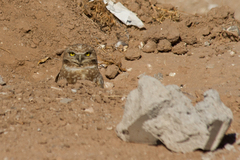 Athene cunicularia
