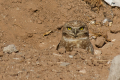 Athene cunicularia