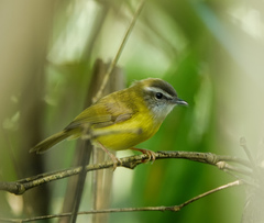 Abroscopus superciliaris