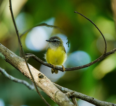 Abroscopus superciliaris