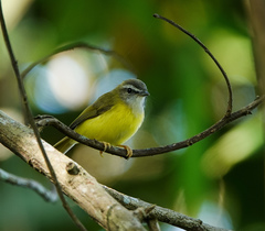 Abroscopus superciliaris