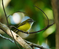 Abroscopus superciliaris