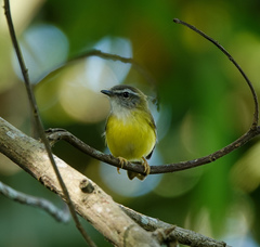 Abroscopus superciliaris
