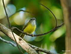 Abroscopus superciliaris