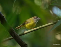 Abroscopus superciliaris