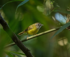 Abroscopus superciliaris