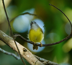 Abroscopus superciliaris
