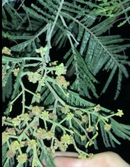 Dasineura rubiformis