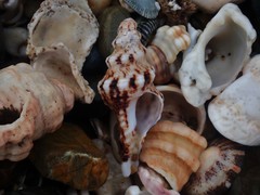 Marmorofusus nicobaricus