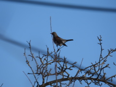 Turdus pilaris
