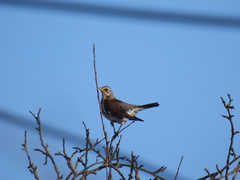 Turdus pilaris