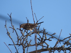 Turdus pilaris