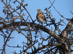 Turdus pilaris