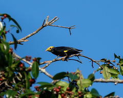 Ampeliceps coronatus