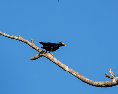 Ampeliceps coronatus