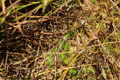 Brownseya serpentina