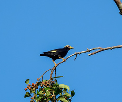 Ampeliceps coronatus