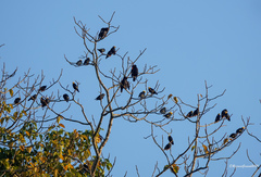 Ampeliceps coronatus