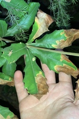 Stegommata sulfuratella