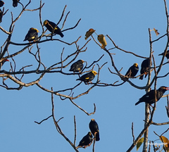 Ampeliceps coronatus