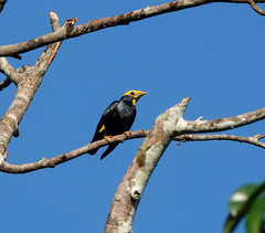 Ampeliceps coronatus