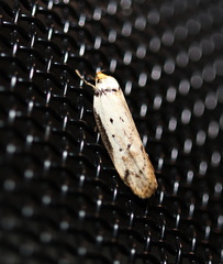 Philobota thiocrossa