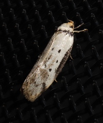 Philobota thiocrossa