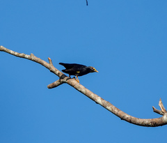 Ampeliceps coronatus