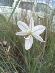 Chlorophytum galpinii