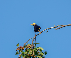 Ampeliceps coronatus