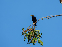 Ampeliceps coronatus
