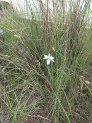 Chlorophytum galpinii