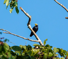 Ampeliceps coronatus