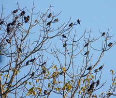 Ampeliceps coronatus