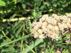 Odontomyia cincta