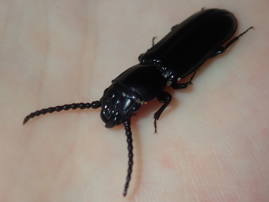 Passandra marginata