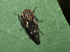 Eurymeloides marmorata