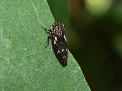 Eurymeloides marmorata