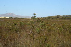 Melaleuca glauca